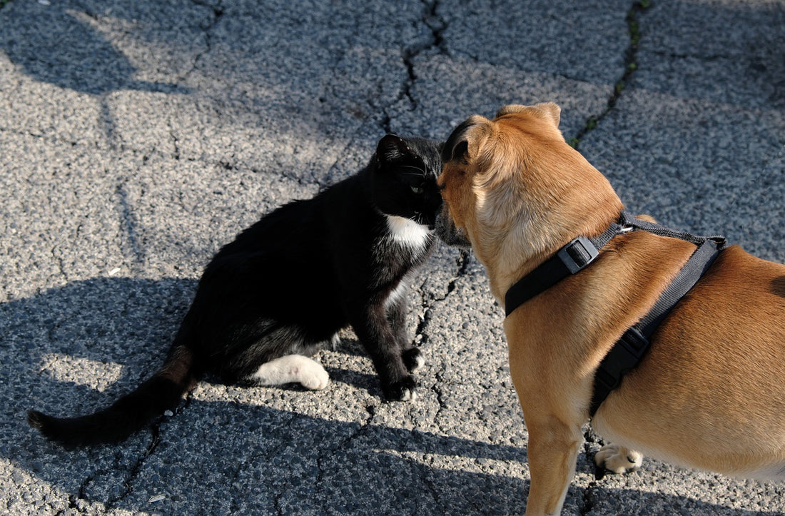 Gato o perro: ¿Cuál es la mascota ideal para tu hogar?