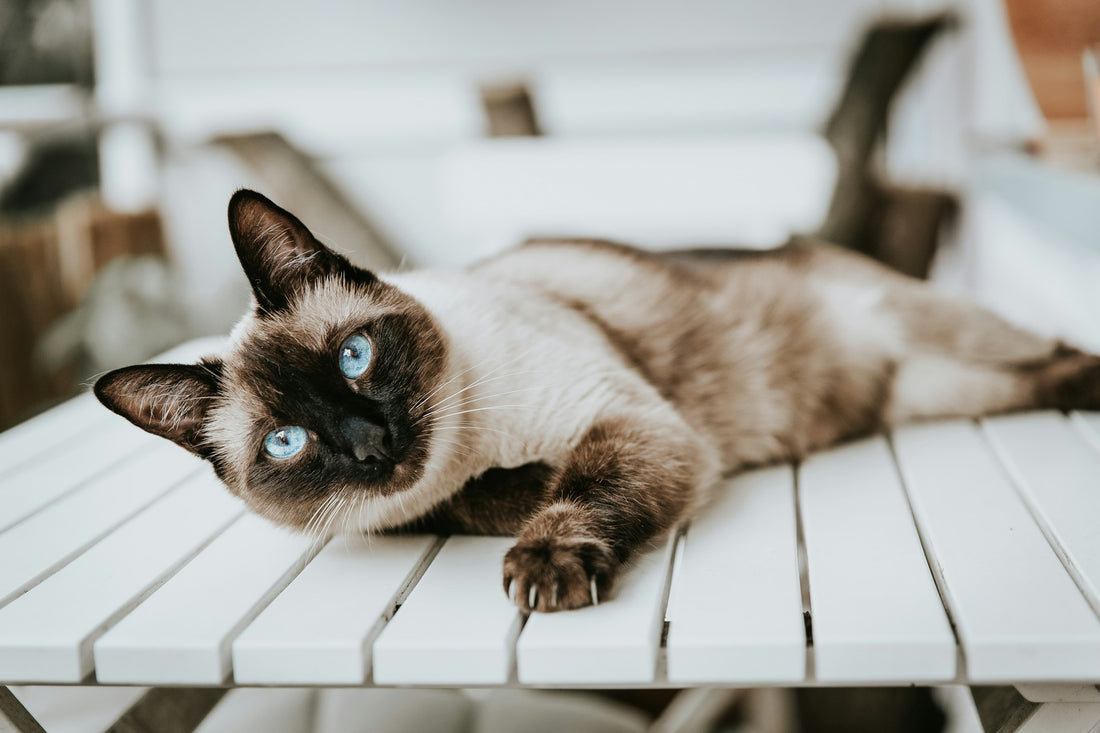 El gato siamés: guía para el cuidado de esta raza juguetona