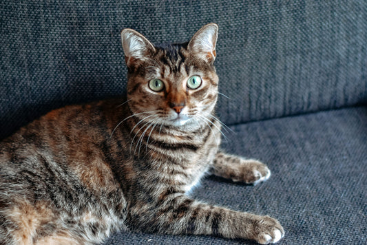 Cómo entender el rociado del gato: Causas, prevención y consejos de adiestramiento