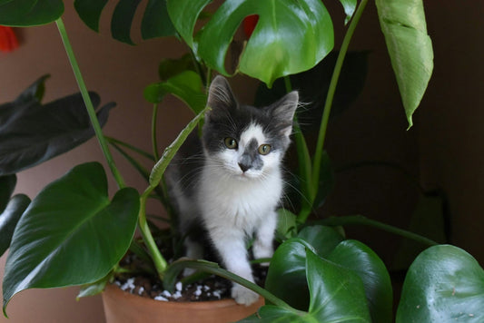 Gatos y plantas: consejos para mantener un hogar seguro y verde