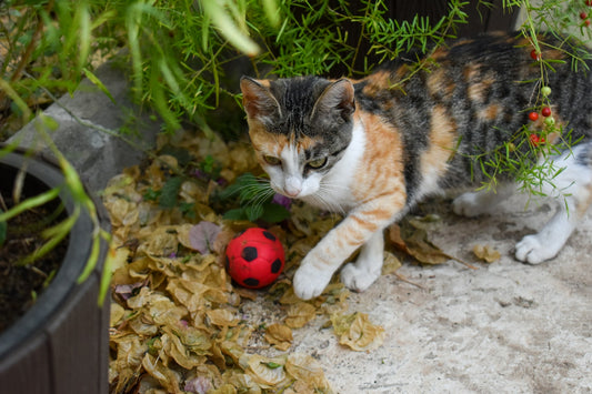 Cómo estimular mentalmente a tu gato con juguetes modernos