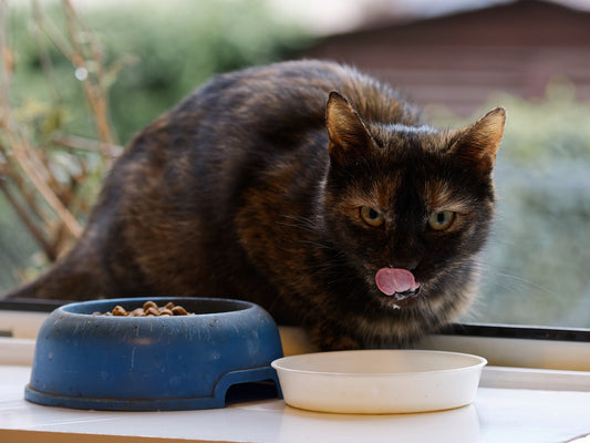 La verdad sobre la leche y los gatos