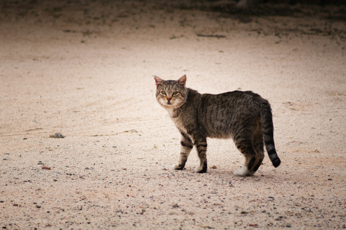 Adoptar un gato de la calle: consejos y recomendaciones