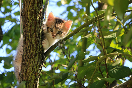 Cómo crear un jardín apto para gatos: Plantas que le encantarán a tu mascota