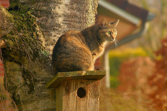 ¿Gatos adentro o fuera de casa? Ventajas e inconvenientes