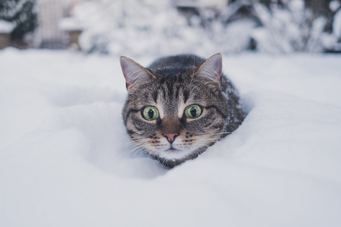 Problemas invernales: Cómo abrigar a su gato de interior cuando hace frío