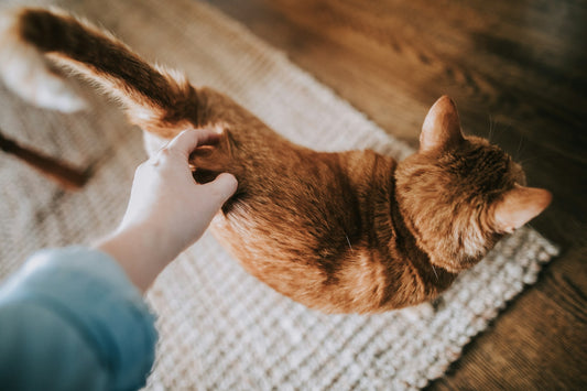 Ayuda para las bolas de pelo: Cómo prevenir y tratar las bolas de pelo en los gatos