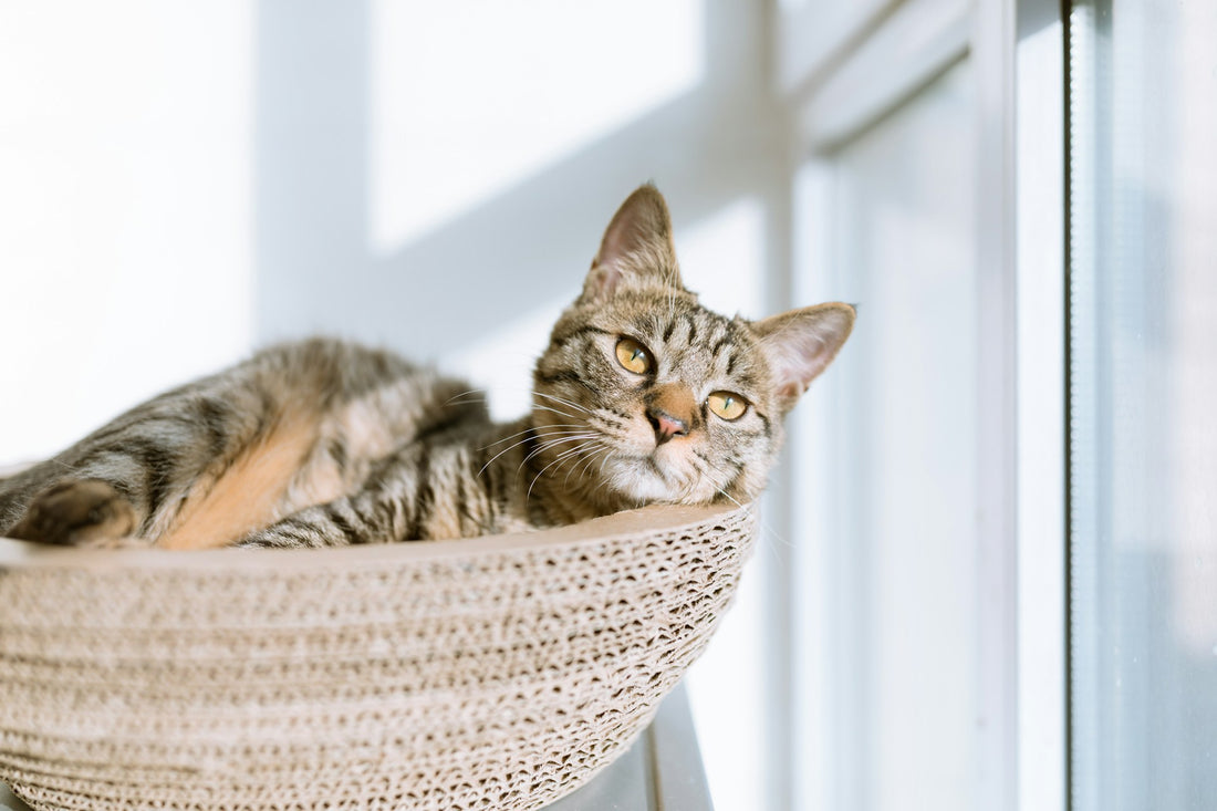 Cómo mantener a tu gato fresco en verano: productos y consejos para el calor