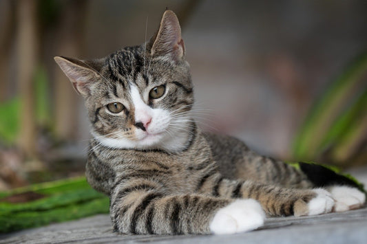 Compañeros caninos: Razas de gatos conocidas por su lealtad canina