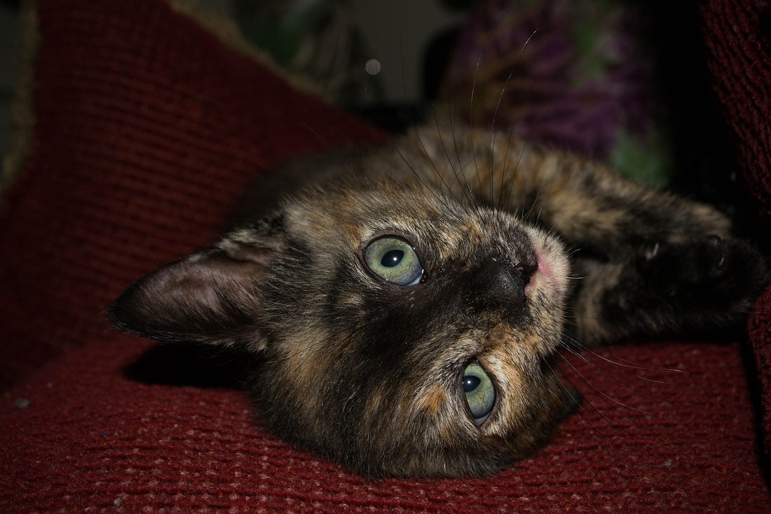 Cómo mantener tranquilo a tu gato durante las tormentas eléctricas