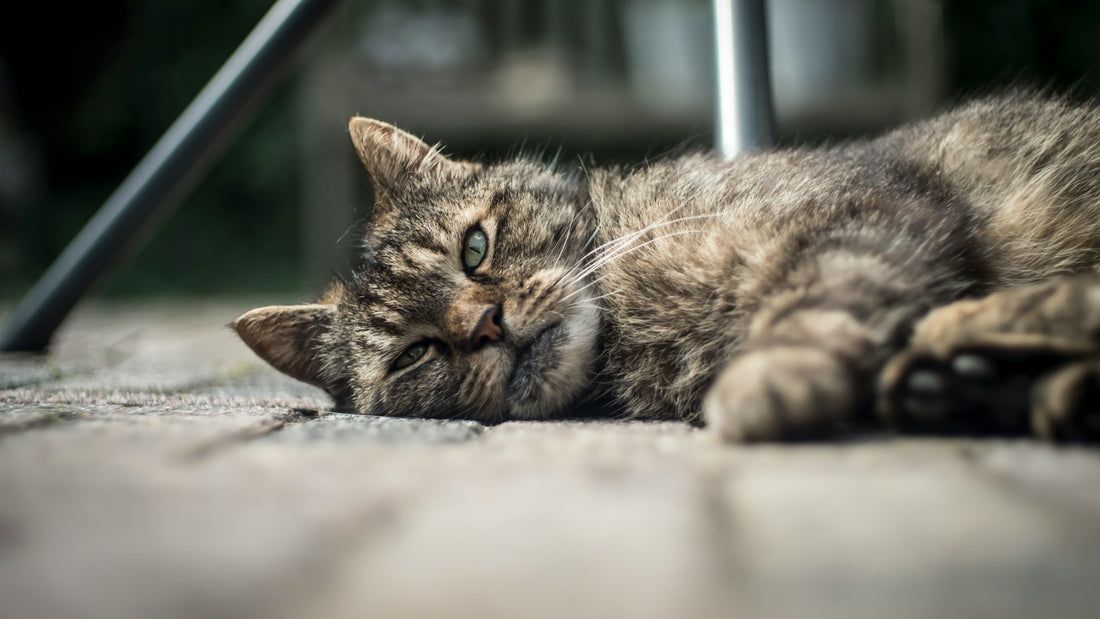 Problemas de salud comunes en los gatos: Cómo reconocer los síntomas y acudir al veterinario