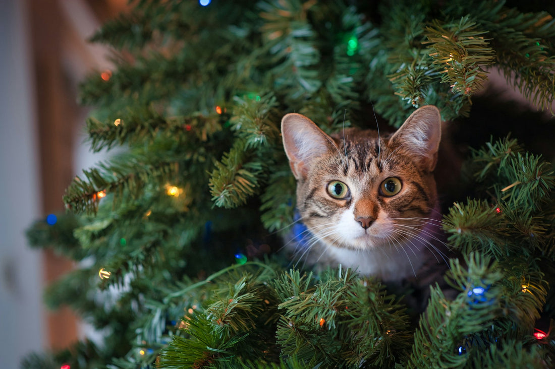 Cómo cuidar a tu gato durante las fiestas