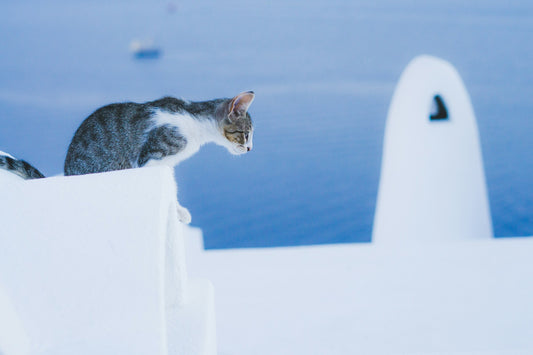 ¿Es verdad que a los gatos no les gusta mojarse?