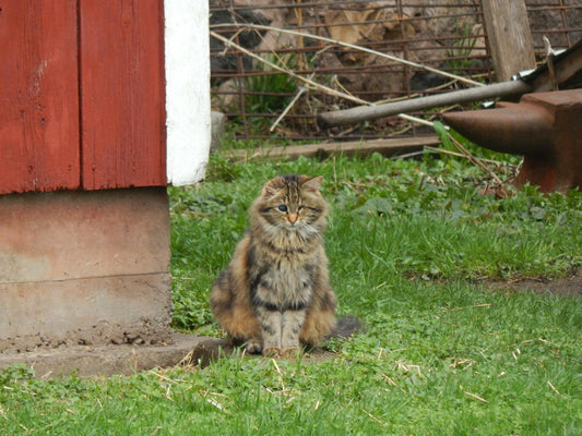 Cómo crear un rincón de relajación para tu gato en casa: consejos de diseño