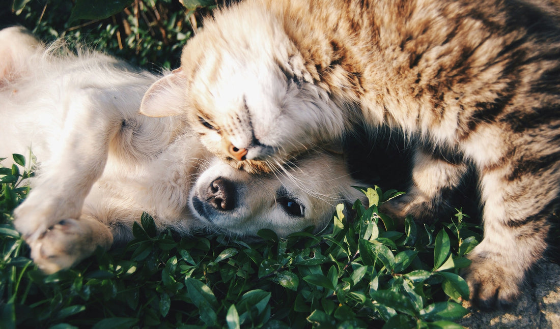 Las claves para que tu gato y tu perro vivan en armonía