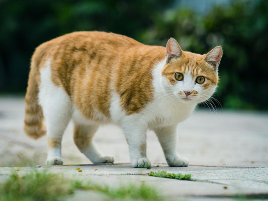 Cómo mantener a tu gato en forma: consejos útiles