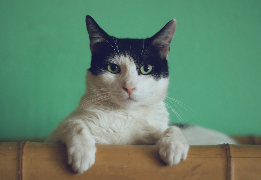 Mi Gato y su Independencia: Comprendiendo la Naturaleza Solitaria de los Felinos