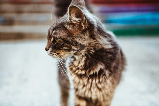 Todo lo que necesitas saber sobre la castración de un gato