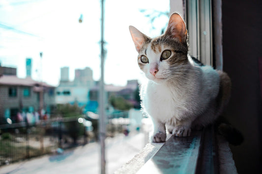 Gatos y balcones: cómo asegurar un espacio seguro para su diversión al aire libre