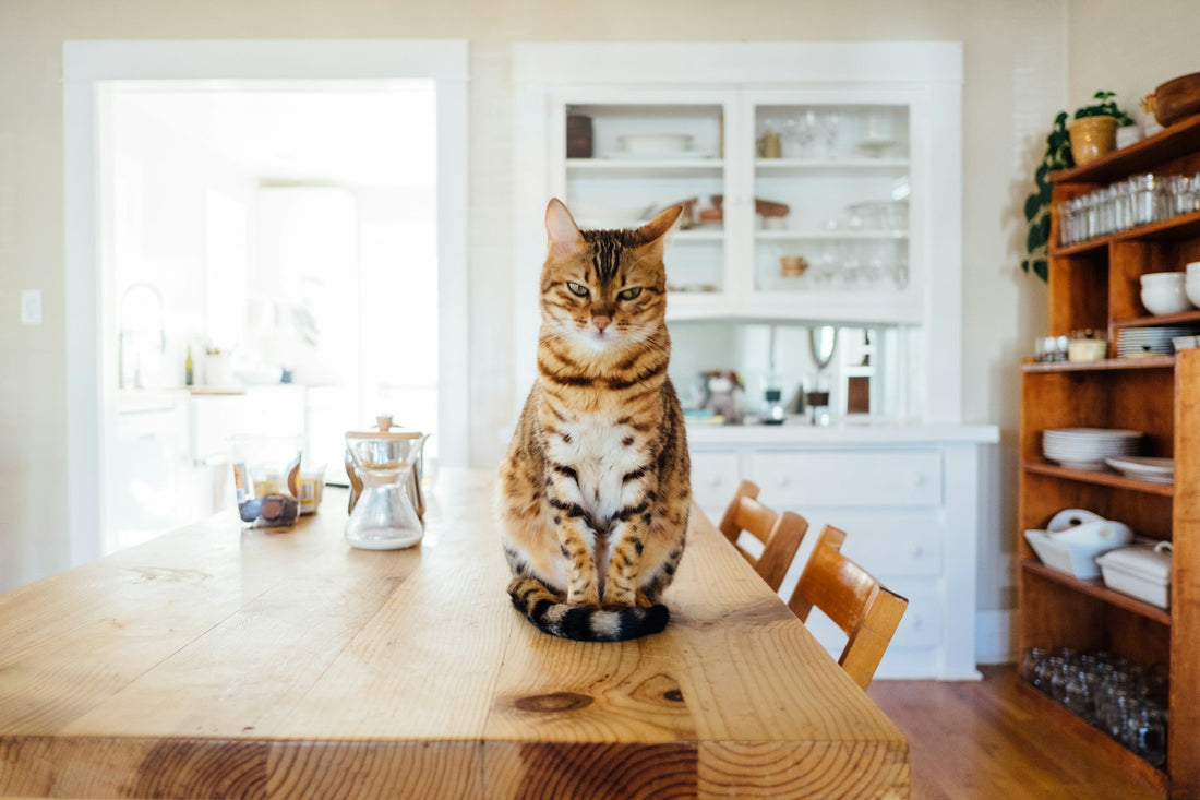 Cómo crear un ambiente seguro y estimulante para tu gato en casa