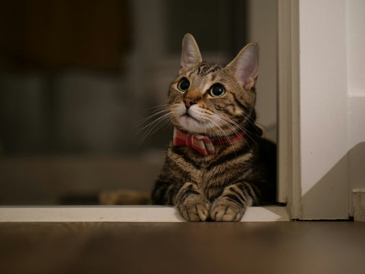 Cómo enseñar a su gato a usar una gatera: Libertad y comodidad para su amigo felino