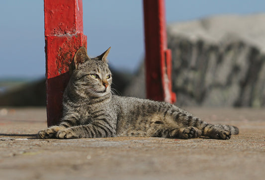 Los 5 accesorios para gatos más 'instagrameables'