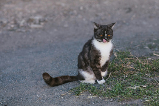 Los 10 vídeos de gatos más tiernos de Internet