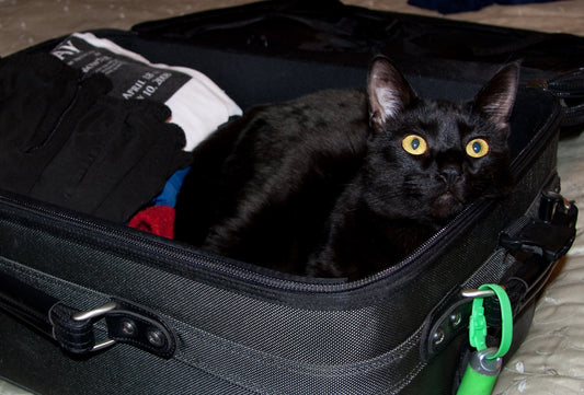 Consejos esenciales para viajar con gatos