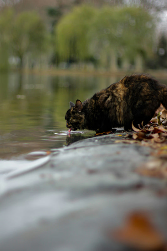 Por qué los gatos prefieren beber agua en movimiento